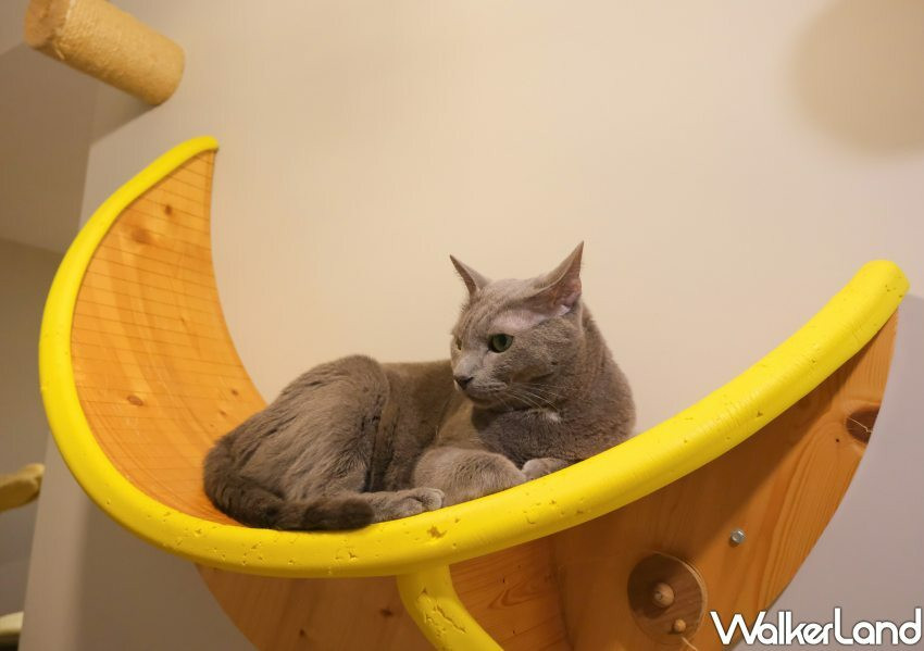 板橋貓咪咖啡廳「貓欸」/ WalkerLand窩客島整理提供 未經許可不可轉載。