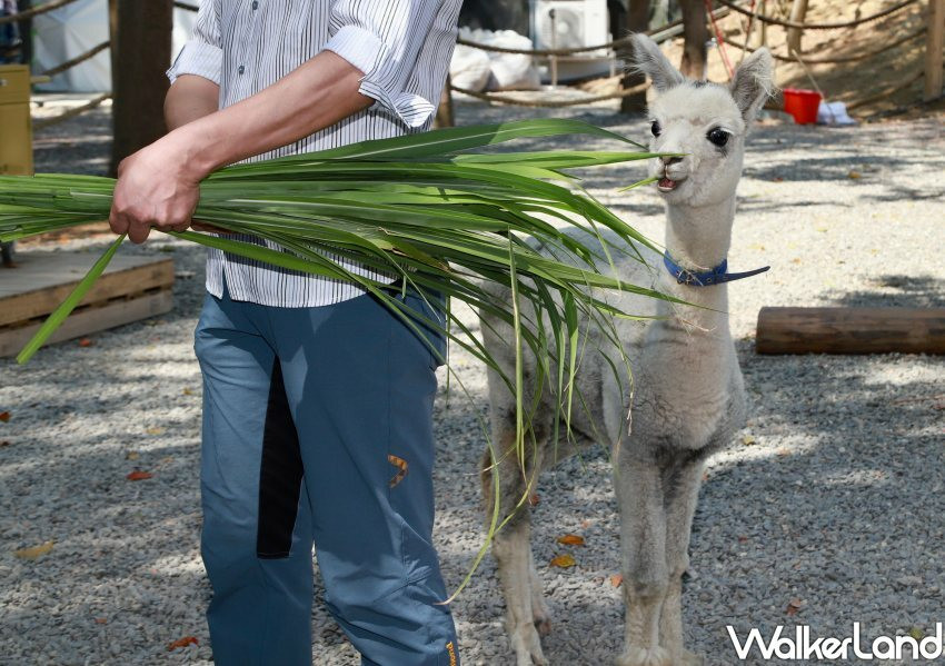 嘉義咩咩上樹萌寵樂園 / WalkerLand窩客島整理提供 未經許可不可轉載。