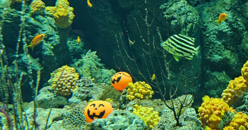 Xpark冬季限定戀愛物語登場！沉浸式光影展、海獅告白拿鐵與雙人套票開啟浪漫海洋約會。