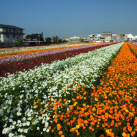 《11月下旬》高雄彩虹花田哪裡找？！來唷！走到橋頭賞花去！