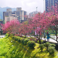 賞櫻景點快筆記！全台23個「賞花景點」花況全攻略，賞櫻花、必看鬱金香、必拍炮仗花海通通要讓網美們手刀打卡IG。