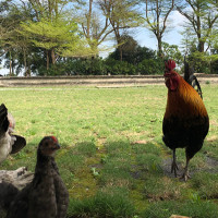 到「不一樣鱷魚生態農場」接觸鱷魚和各種親人小動物，體驗很有特色的反差萌。