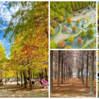 落羽松秘境搶先公開！台中人私藏7個「台中落羽松秘境」全蒐羅，免費隱藏版「新社落羽松森林」、美食配絕景「農莊落羽松」，手機瞬間就拍爆。