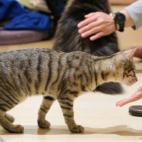 板橋貓奴都瘋狂！板橋貓咪咖啡廳「貓欸」藏在巷弄也超難訂位，超療癒「11隻店貓陪吃、貓咪天空走廊」訂位辦法先筆記。