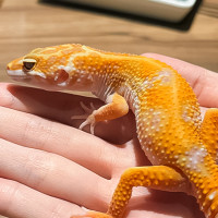 低消150就能跟蛇玩！店長巨蜥整間店趴趴走，爬蟲咖啡廳「爬屋」豹紋守宮、球蟒都超可愛。