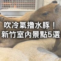 新竹5大室內景點！隱藏版「百年日式老宅、超萌水豚貓咖」下雨天也能玩。