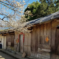 最夢幻南投梅花季搶先看！5大人氣「南投賞梅花景點」推薦，最美南投梅園秘境每年必拍。