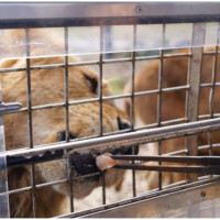 親手餵食獅子黑熊！最夯日本野生動物園「九州自然動物公園」，叢林巴士必搭。