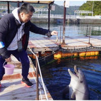 和海豚一起游泳！超療癒大分景點「津久見海豚島」，海豚表演免費看。