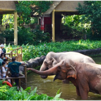 超人氣新加坡景點！世界十大動物園之一「新加坡動物園」，來新加坡餵大象犀牛。