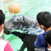 高雄旅遊懶人包Part.1-壽山動物園，探訪超萌侏儒河馬【台南高雄Walker】