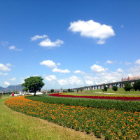宛如走進北海道富良野！「幸福水漾公園」200公尺彩虹花海繽紛綻放！