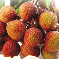 高雄「鳳荔季」來了！品嚐玉荷包最佳時機！