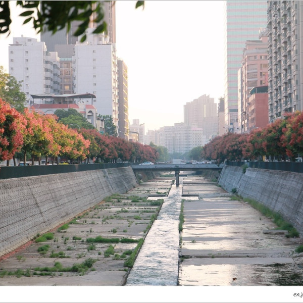 台中華美街台灣欒樹