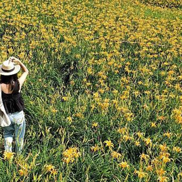 花蓮六十石山金針花海