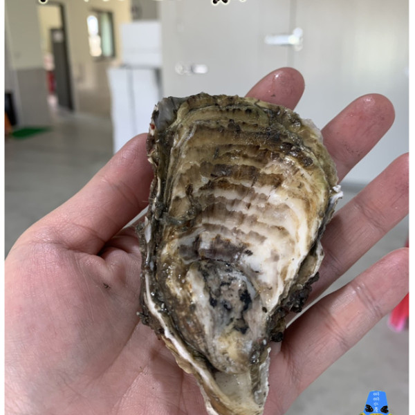 【明明水產】SGS 中秋碳烤東石生蠔 ※生蠔購買10斤送1斤