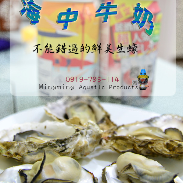 【明明水產行】海中牛奶-生蠔