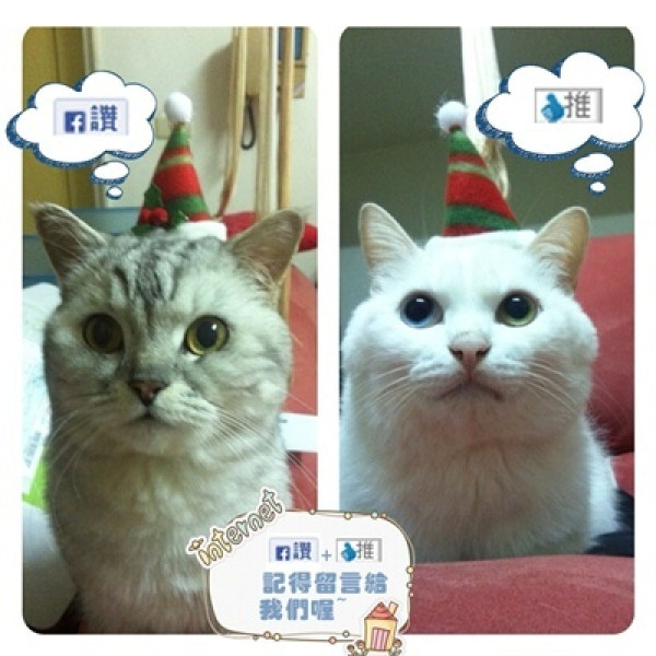 國王的茶台中東區東英店