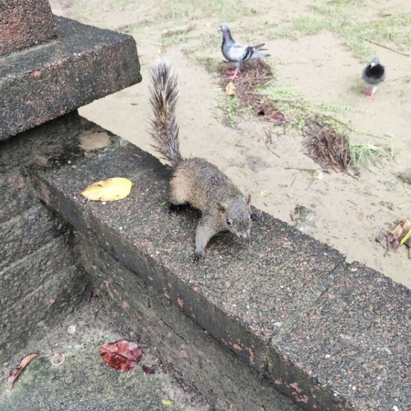 維縈家鄉碳烤雞排台南永華店