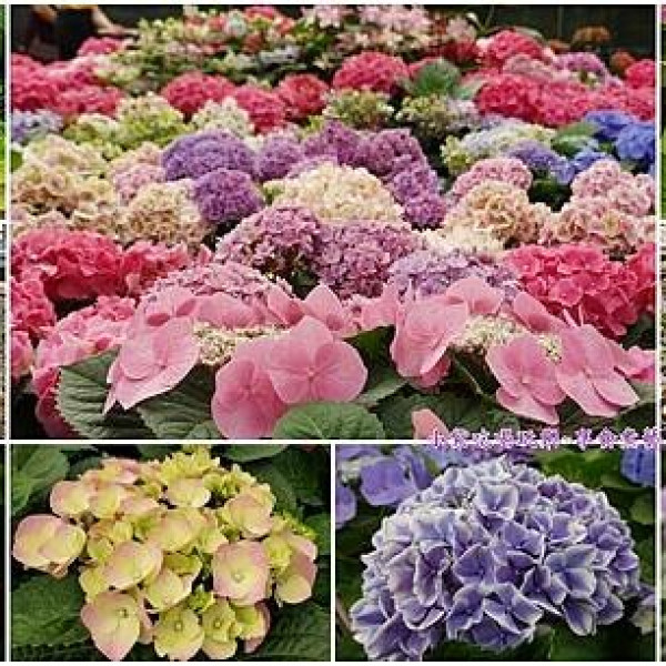 狂一鍋中壢中山東店