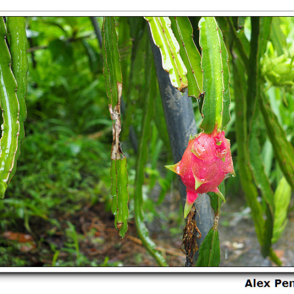 順億鮪魚專賣店 (總店)