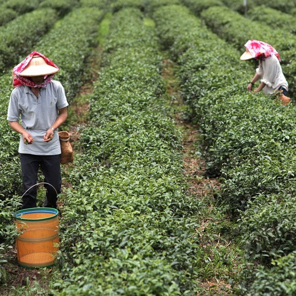祥語有機農場．馨山茶園