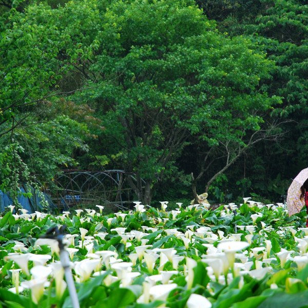 竹子湖海芋季 ( 苗榜 )