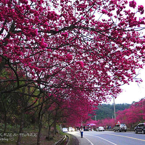 宜蘭三星大同櫻花季