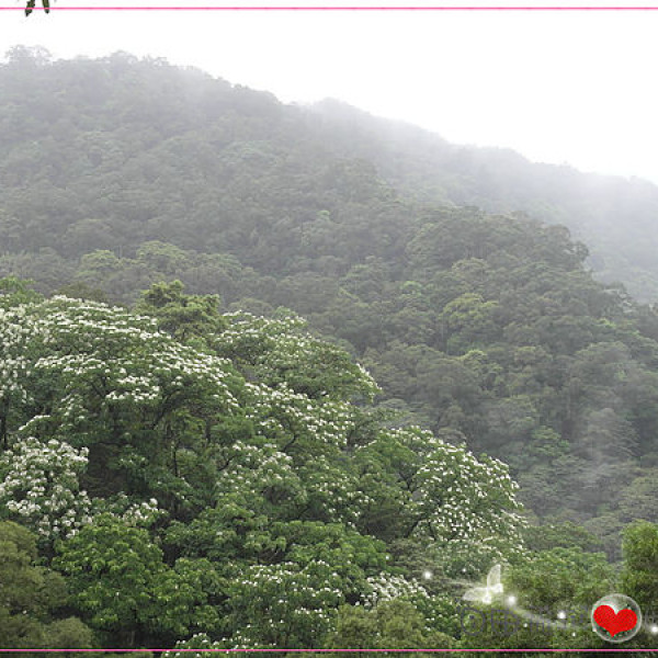 2014土城桐花季_桐學會