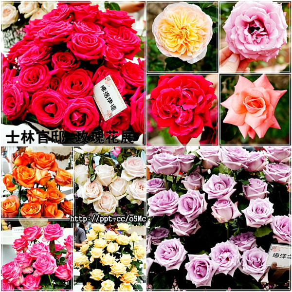 士林官邸-2017玫瑰花展