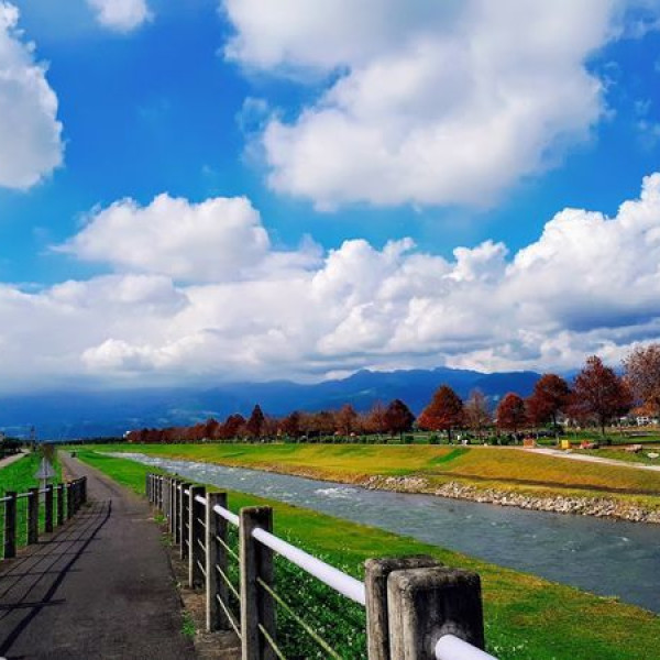 三星落羽松秘境