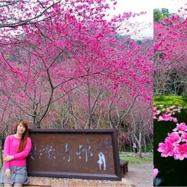 台七甲八重櫻花林