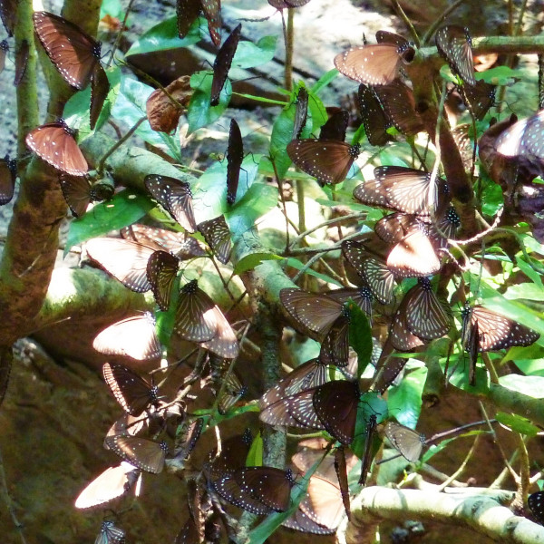 茂林國家風景區-瑪家遊客中心