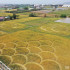 台中外埔麥田圈 照片