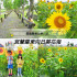 向日葵花海 照片