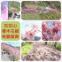 櫻木花道 照片