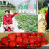 桂香草莓園 照片