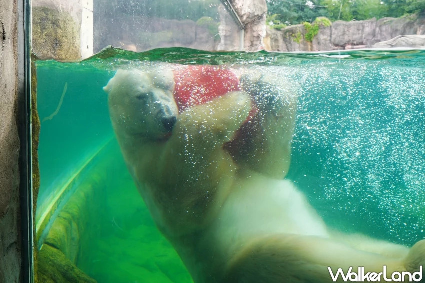 親子首選仙台景點！八木山動物園猛獸、北極熊一次看，近距離互動可愛小動物，票價超佛心。
