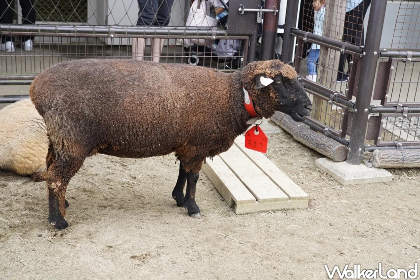 親子首選仙台景點！八木山動物園猛獸、北極熊一次看，近距離互動可愛小動物，票價超佛心。