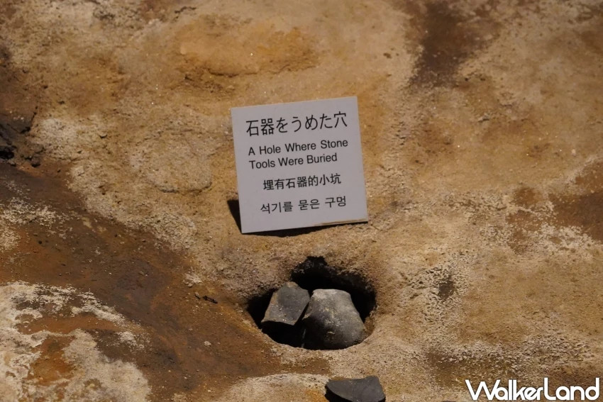 穿越2萬年的仙景景點！地底之森博物館 揭開冰河時期森林記憶，直擊石器時代遺跡。