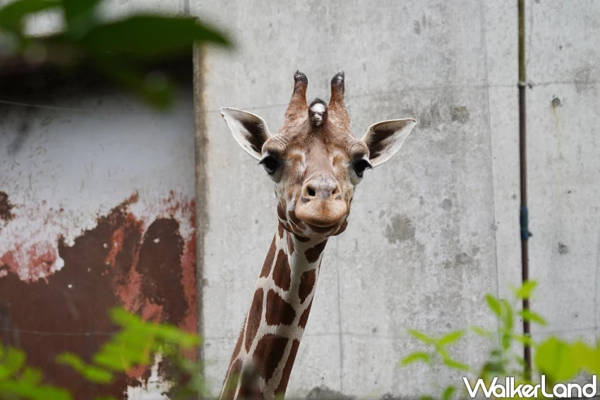 親子首選仙台景點！八木山動物園猛獸、北極熊一次看，近距離互動可愛小動物，票價超佛心。
