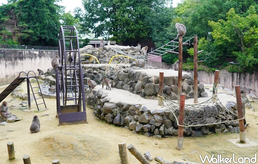 親子首選仙台景點！八木山動物園猛獸、北極熊一次看，近距離互動可愛小動物，票價超佛心。